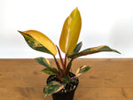 Philodendron Red Congo Variegated