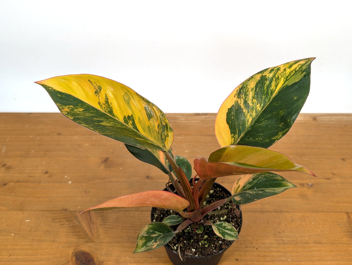 Philodendron Red Congo Variegated