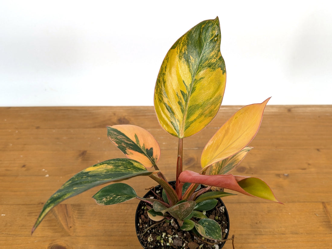Philodendron Red Congo Variegated
