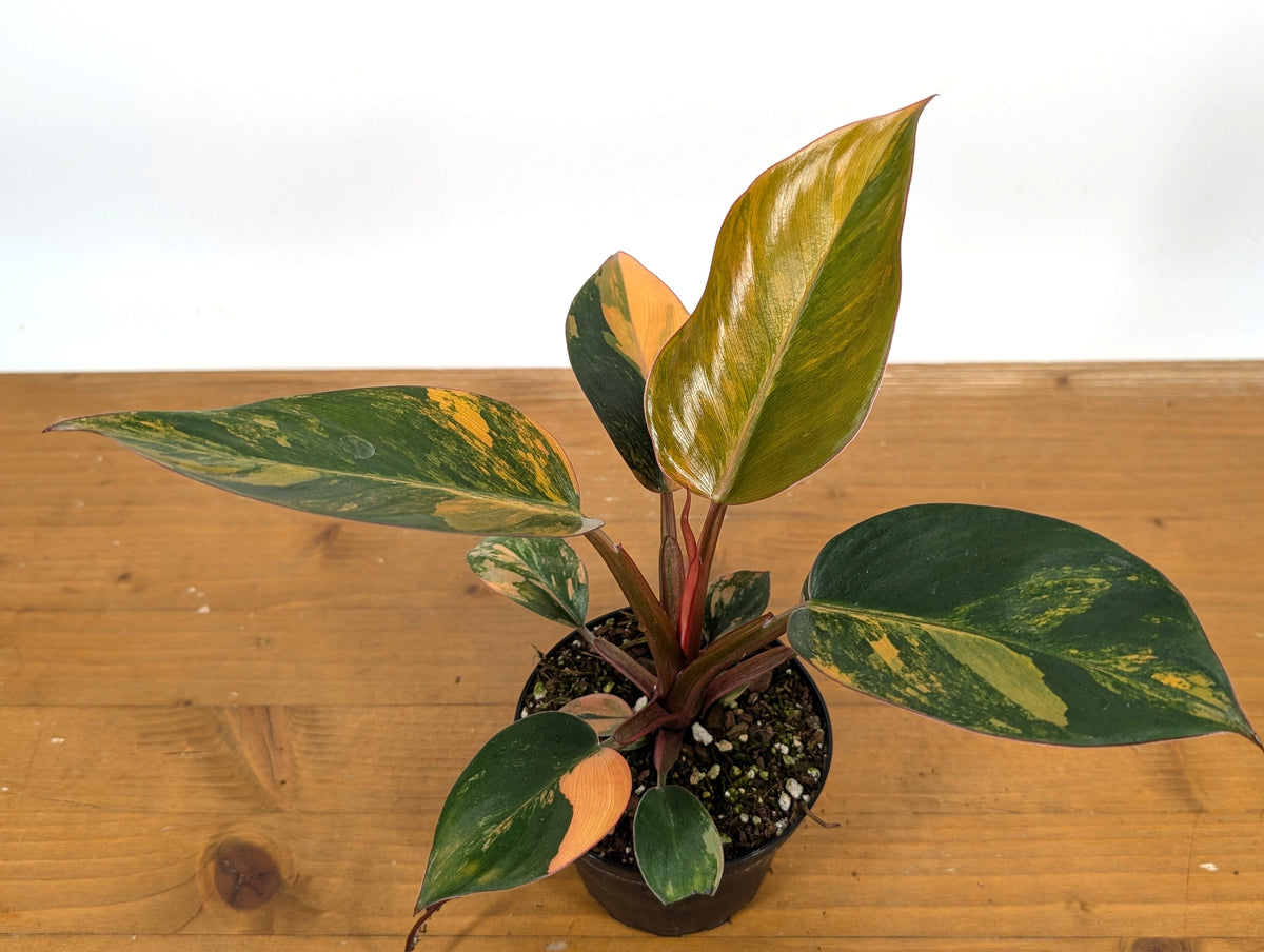 Philodendron Red Congo Variegated