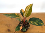 Philodendron Red Congo Variegated