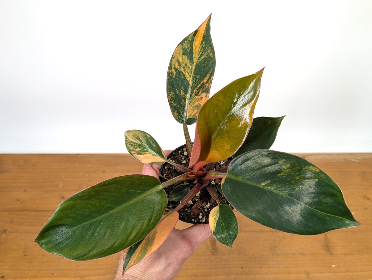 Philodendron Red Congo Variegated