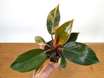 Philodendron Red Congo Variegated