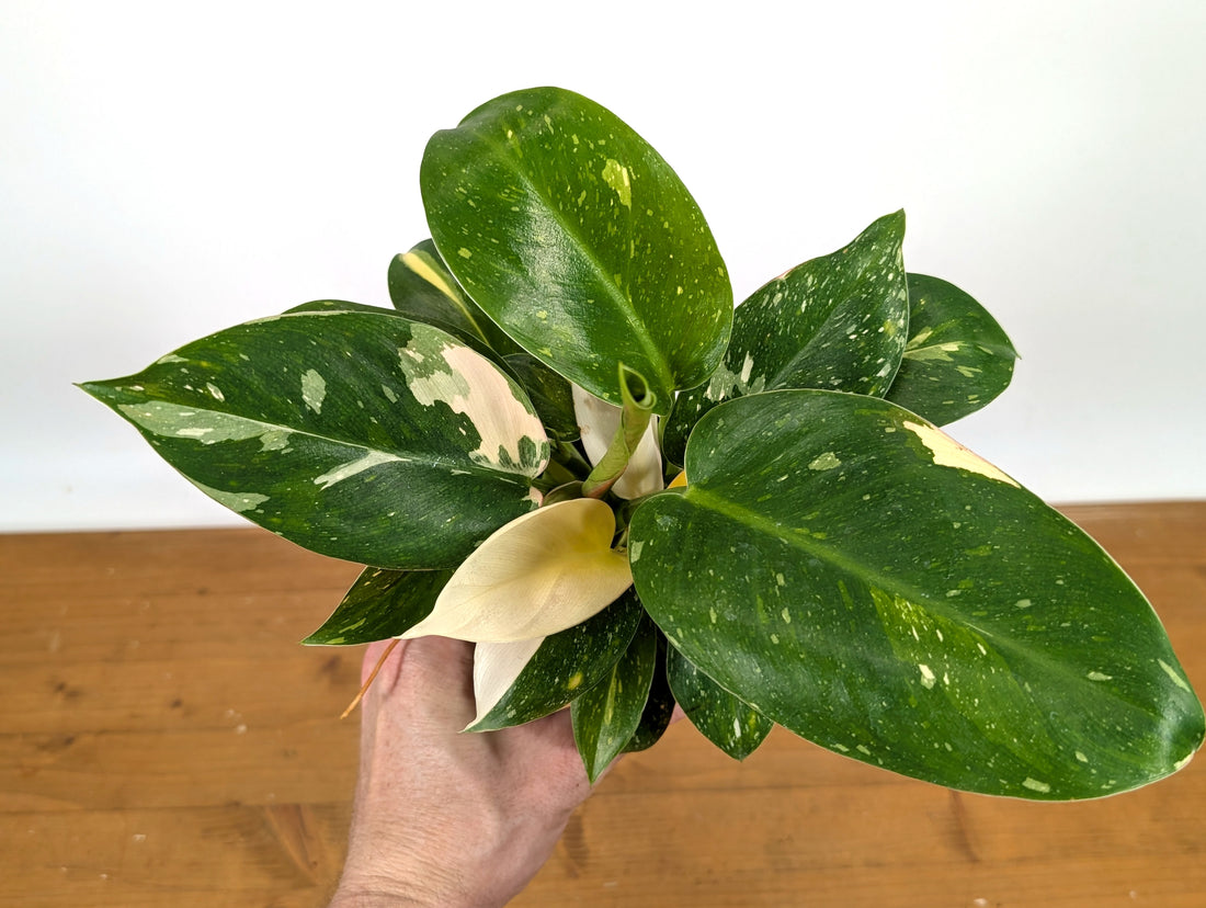 Philodendron Green Congo Variegated