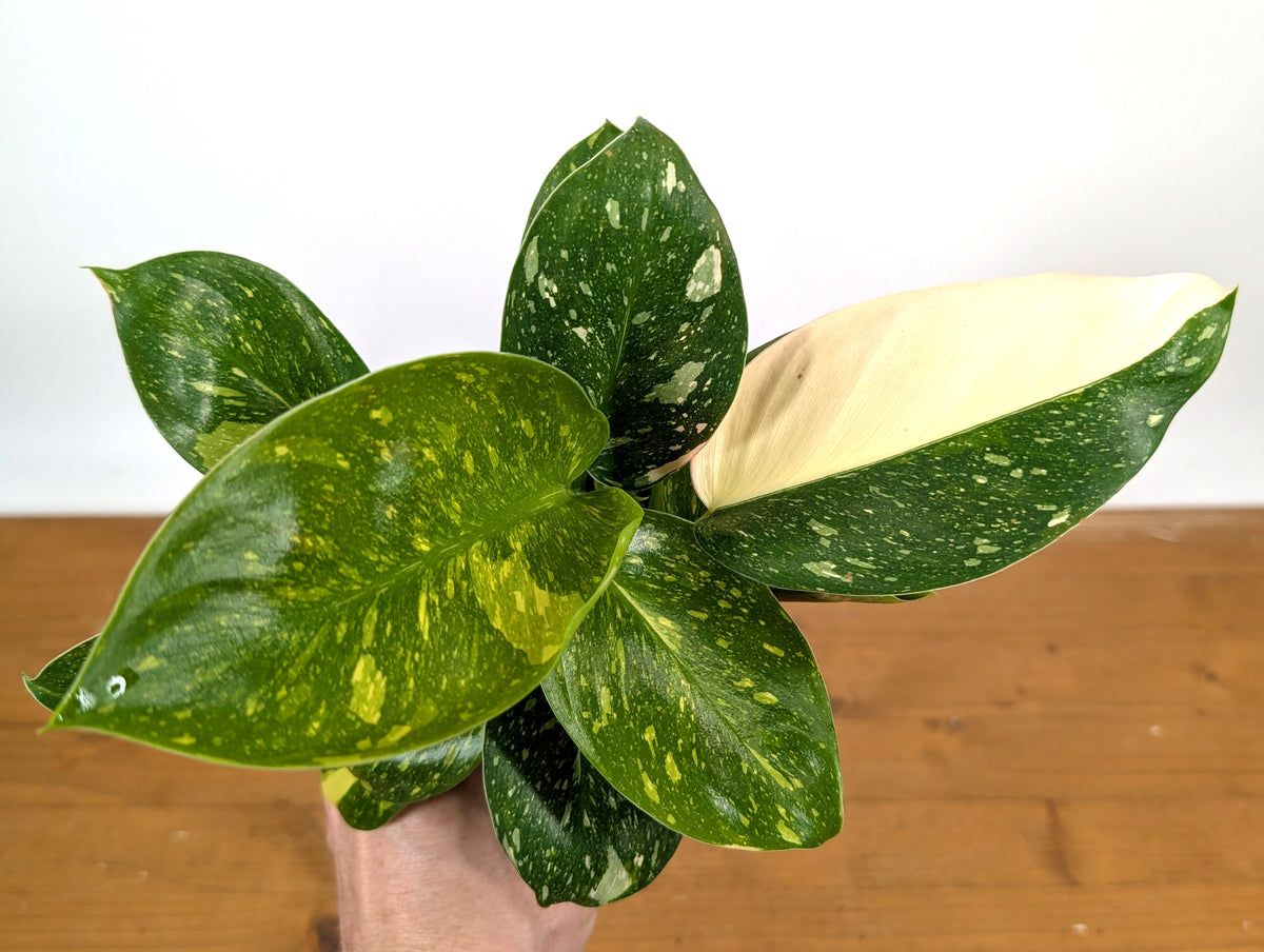 Philodendron Green Congo Variegated