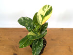 Philodendron Green Congo Variegated