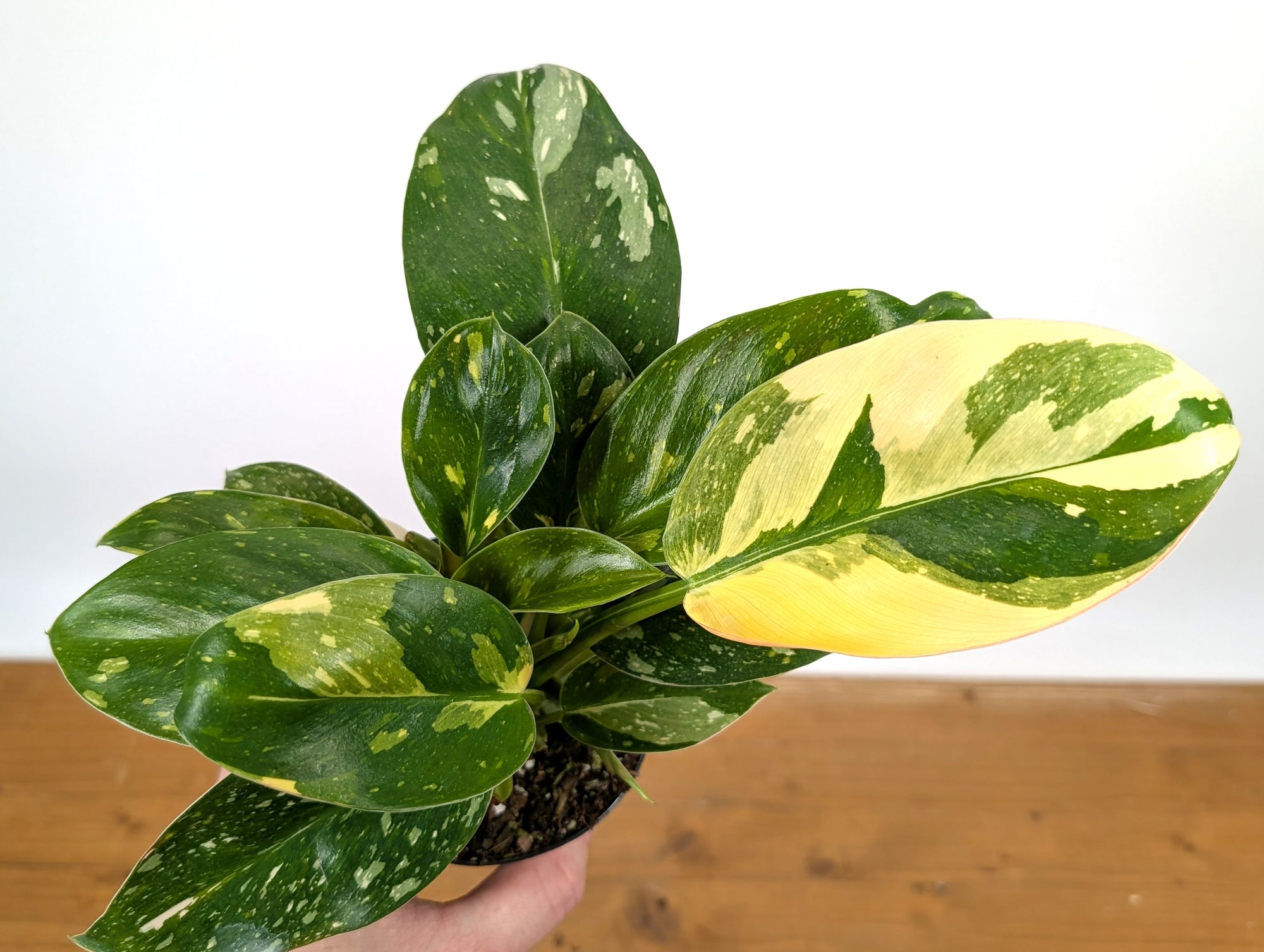 philodendron green congo nuclear Philodendron Green Congo "Nuclear Constellation" Variegated