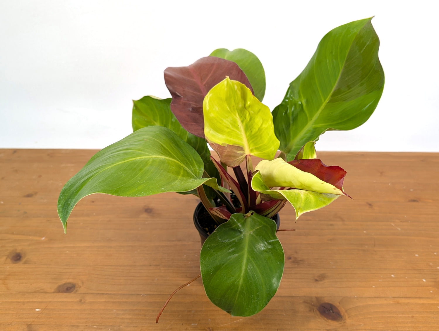 Philodendron Yellow Flame Variegated