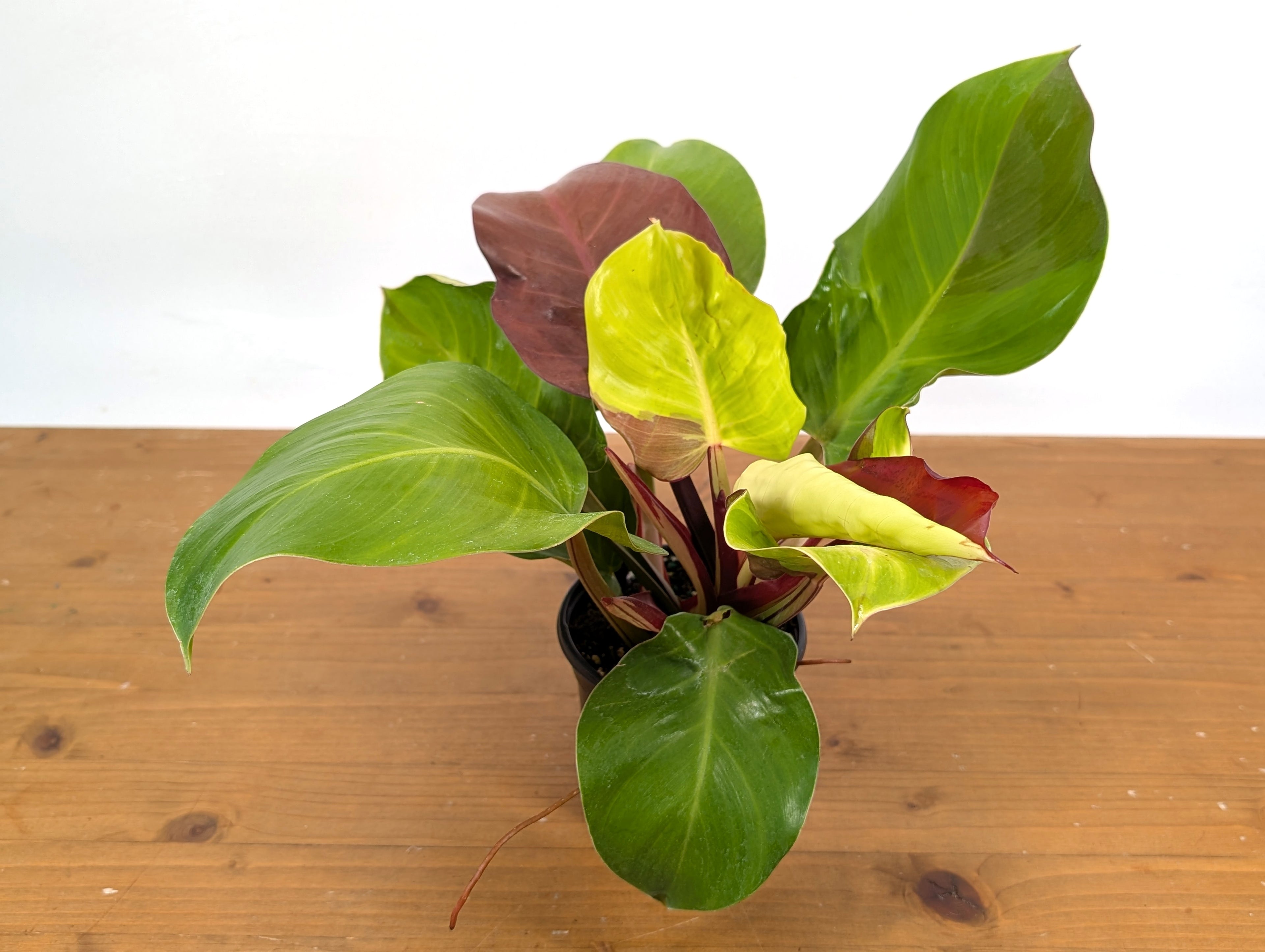 Philodendron Yellow Flame Variegated
