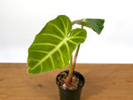 Philodendron Luxurians