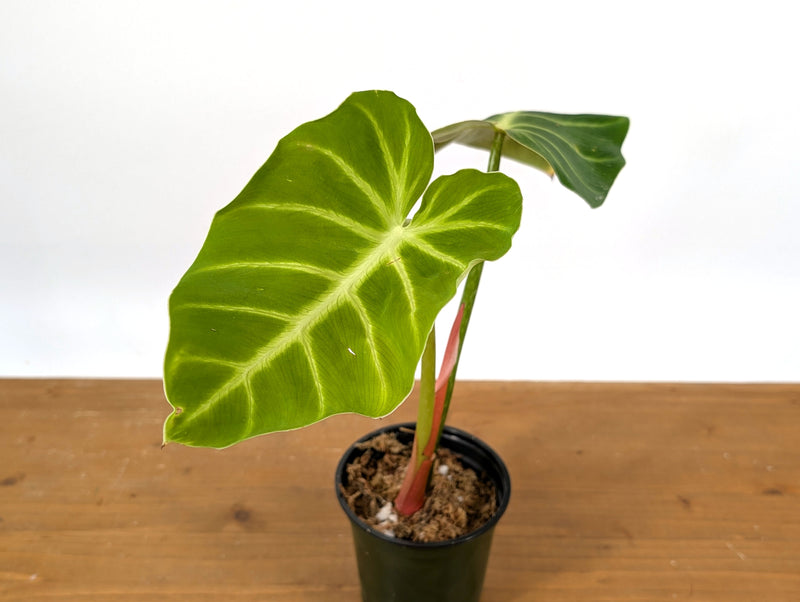 Philodendron Luxurians