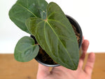 Anthurium Besseae × Pinkleyi 'Jungle Dreams'