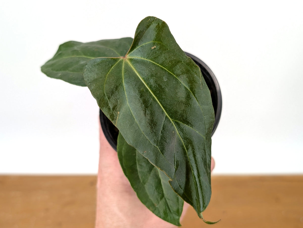Anthurium Besseae × Pinkleyi 'Jungle Dreams'
