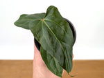 Anthurium Besseae × Pinkleyi 'Jungle Dreams'