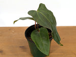 Anthurium Besseae × Pinkleyi 'Jungle Dreams'