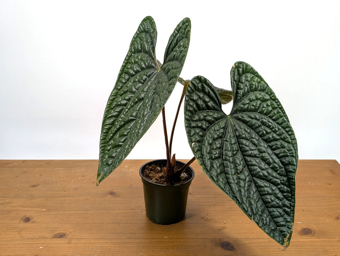 Anthurium Luxurians