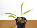 Anthurium Friedrichsthalii