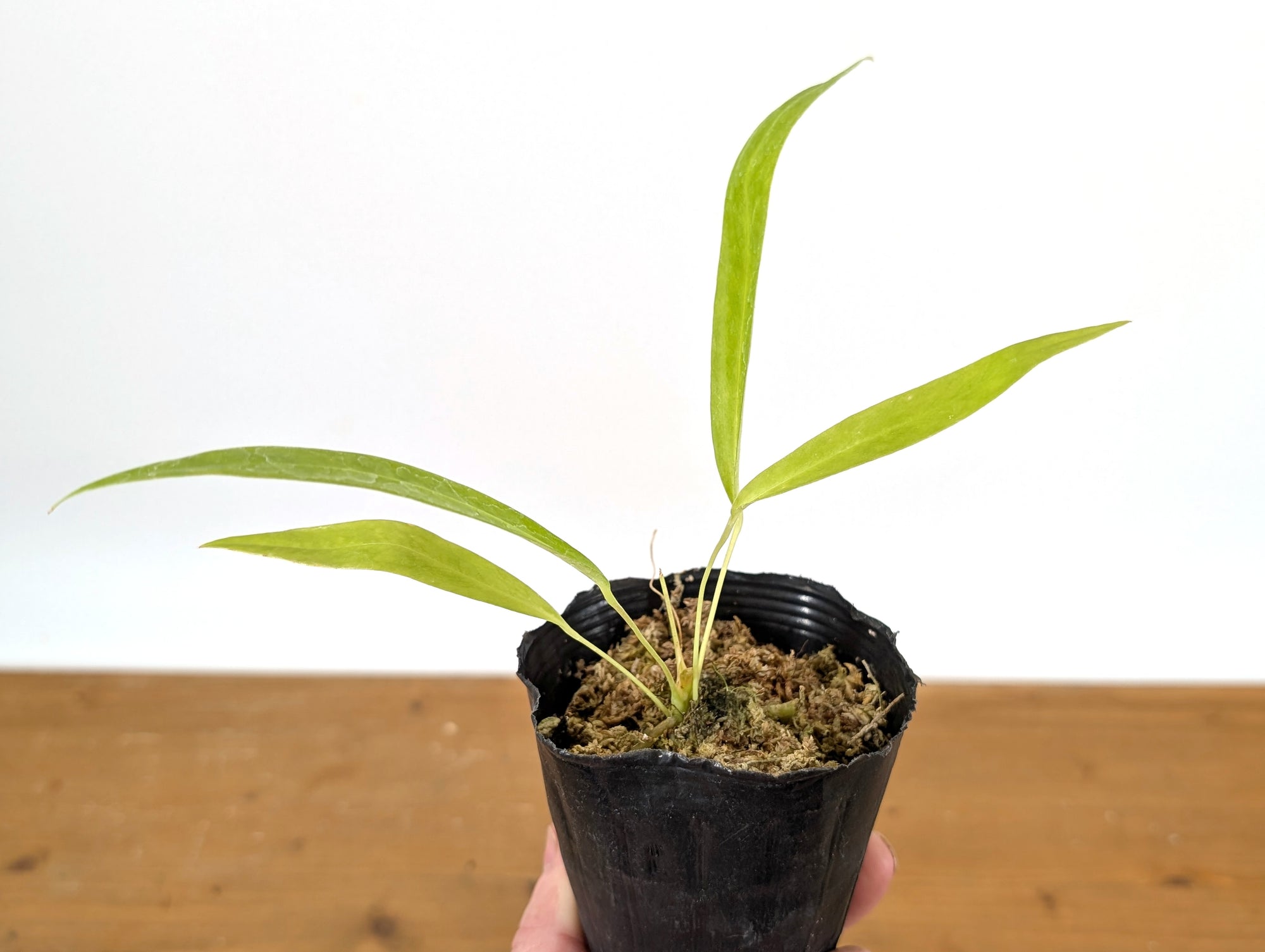 alocasia x amazonica polly Alocasia Amazonica 'Polly' main image 1