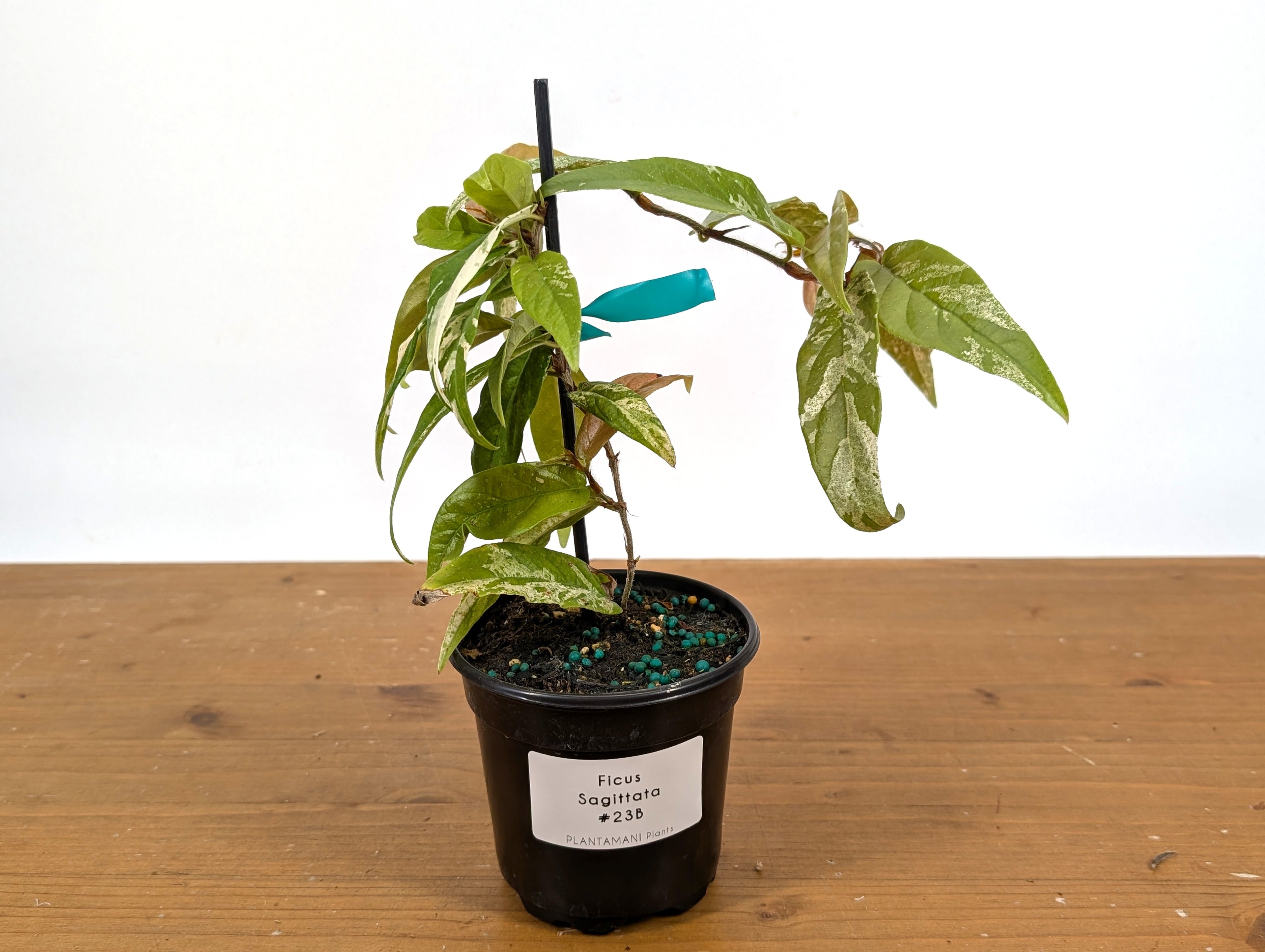 Ficus Sagittata Variegated