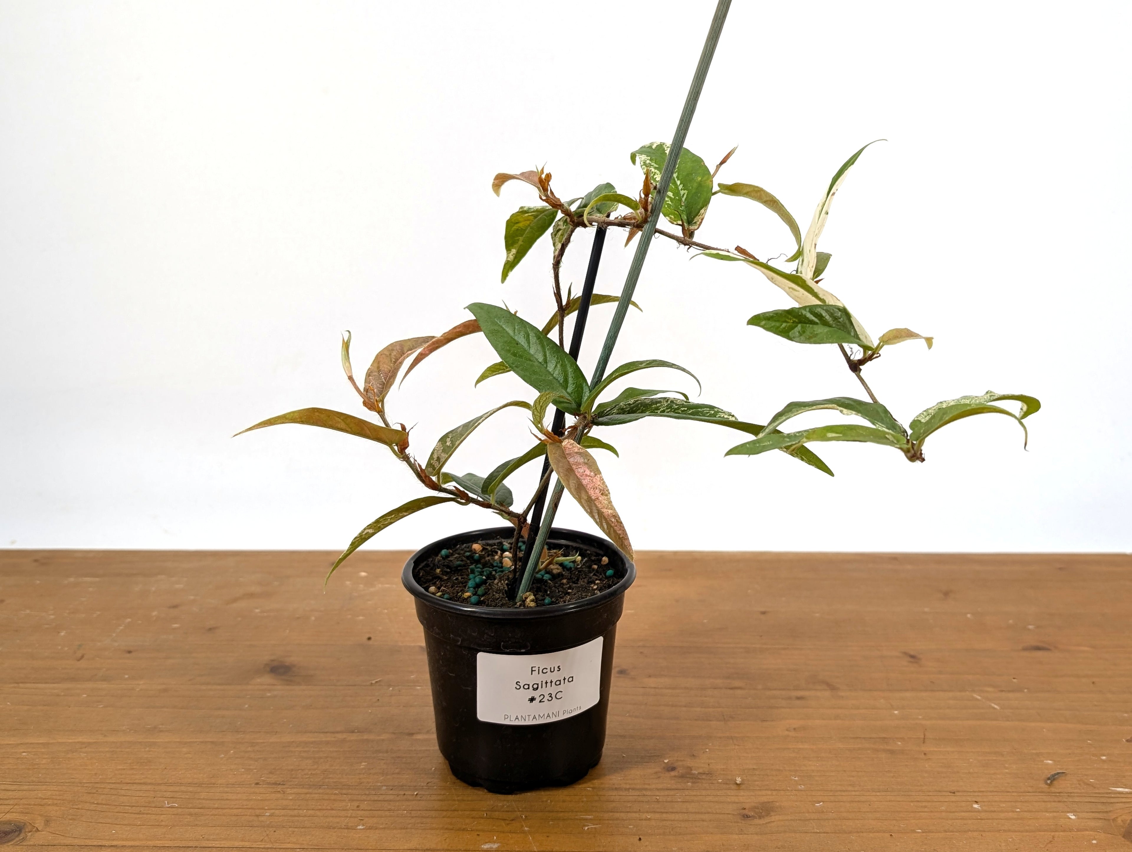 Ficus Sagittata Variegated