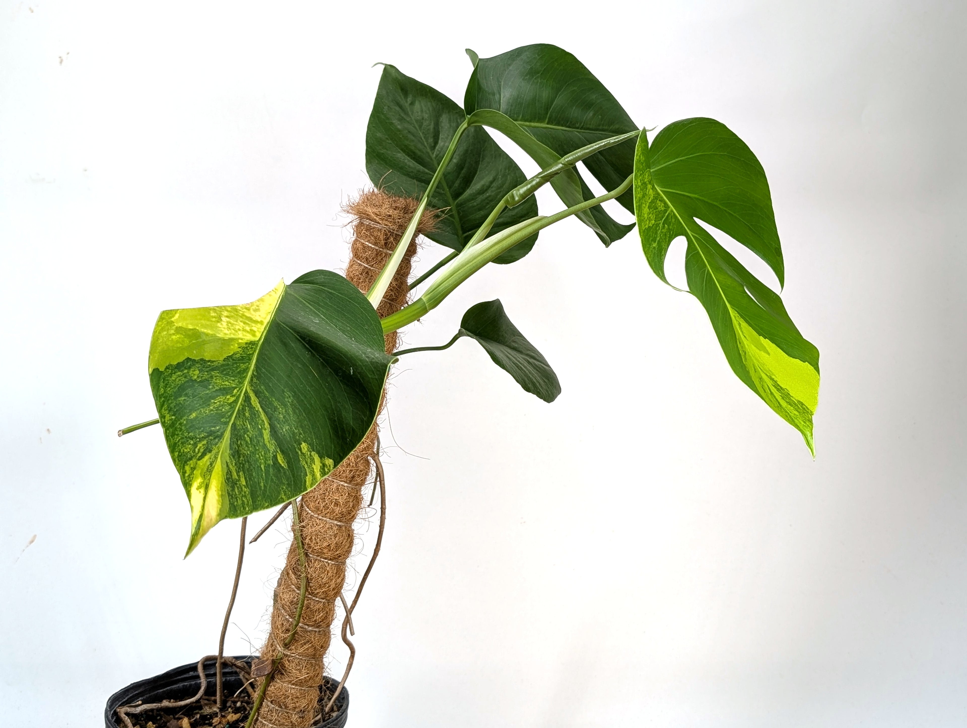 EXACT Monstera Aurea | 6 inch pot | 