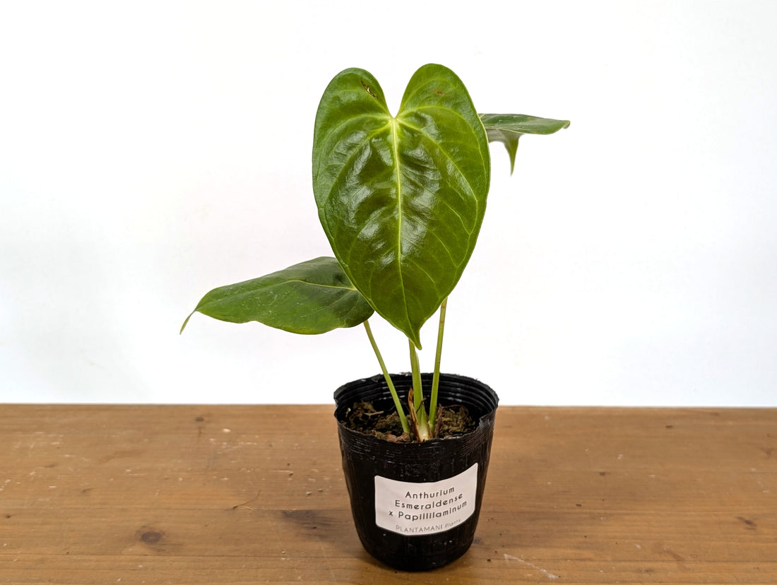 Anthurium Esmeraldense x Papillilaminum