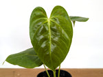 Anthurium Esmeraldense x Papillilaminum