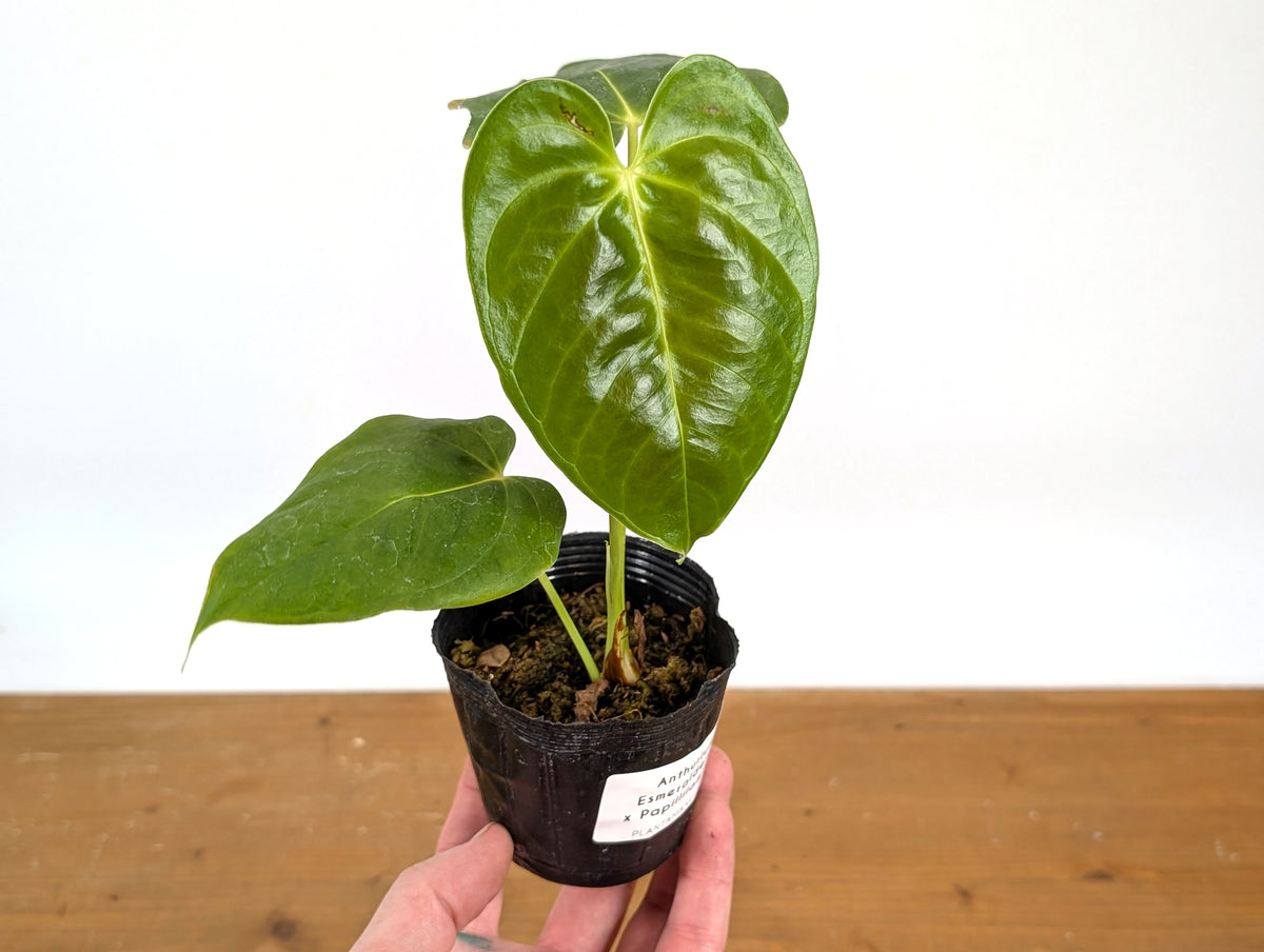 Anthurium Esmeraldense x Papillilaminum