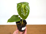 Anthurium Esmeraldense x Papillilaminum