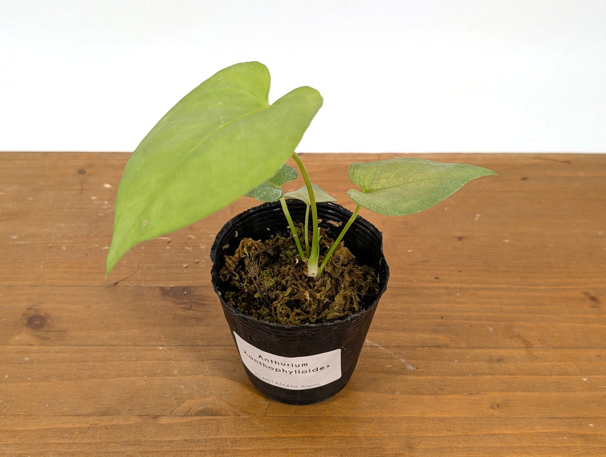 Anthurium Xanthophylloides