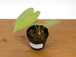 Anthurium Xanthophylloides
