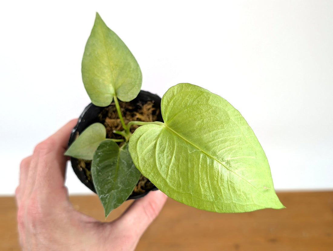Anthurium Xanthophylloides