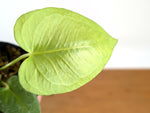 Anthurium Xanthophylloides