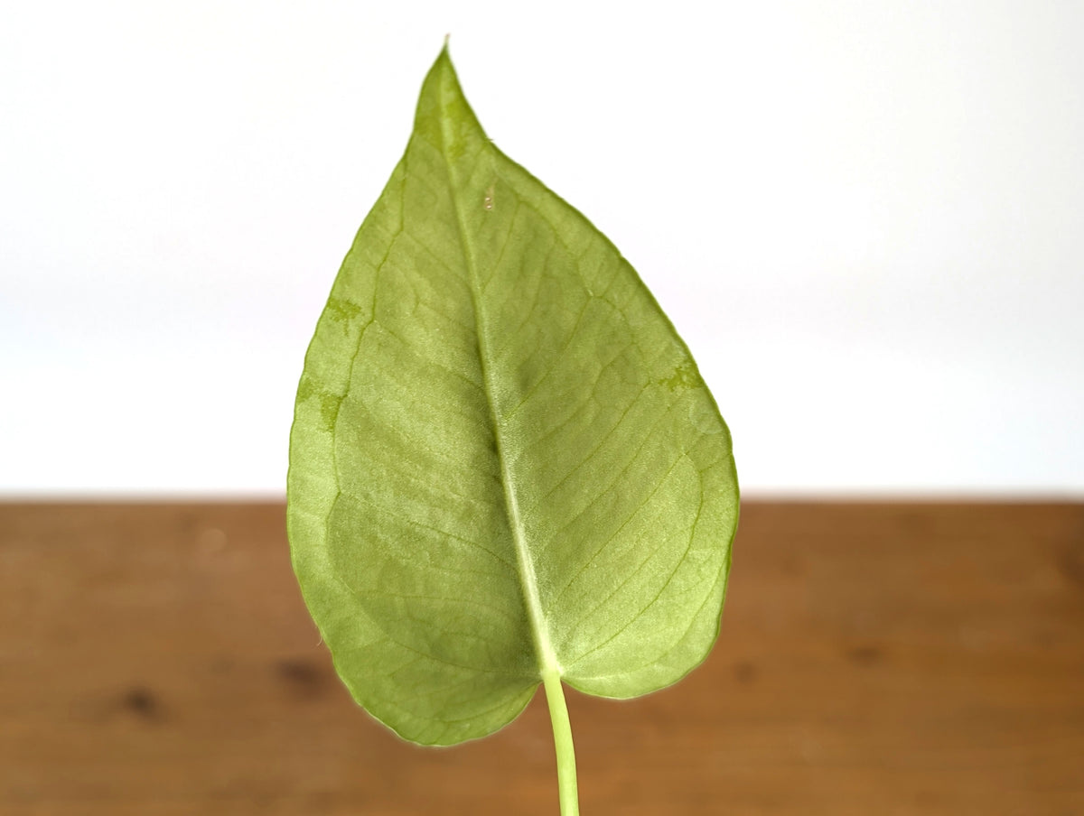Anthurium Xanthophylloides
