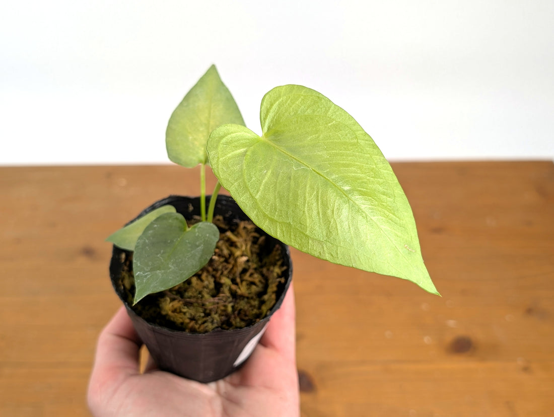 Anthurium Xanthophylloides
