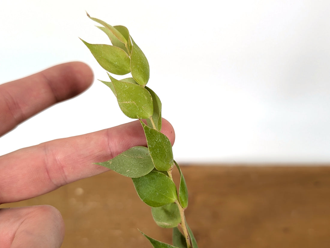 Sphyrospermum Haughtii