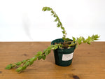 Sphyrospermum Haughtii