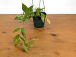 Ceratostema Jorgebritoi