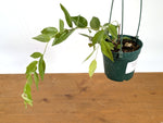 Ceratostema Jorgebritoi