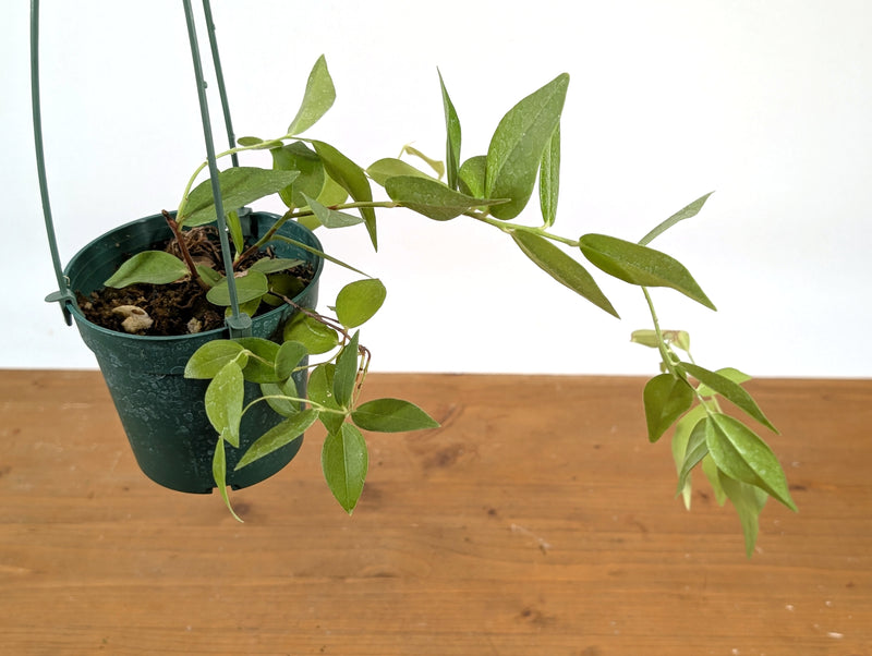Ceratostema Jorgebritoi