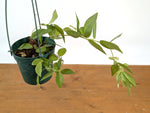 Ceratostema Jorgebritoi