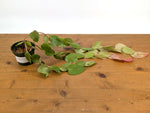 Ceratostema Pepeportillae