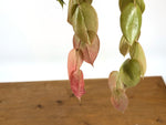 Ceratostema Pepeportillae