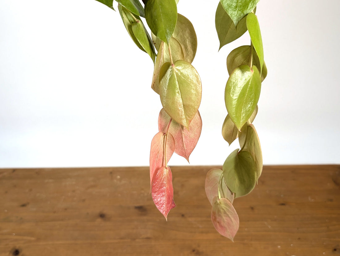 Ceratostema Pepeportillae