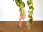 Ceratostema Pepeportillae