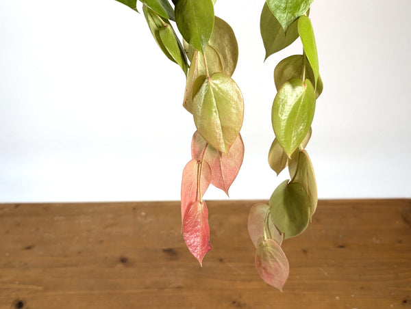 Ceratostema Pepeportillae