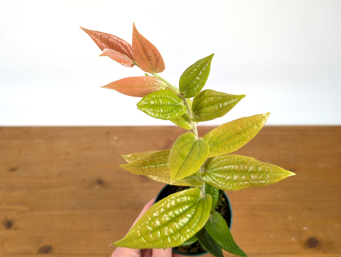 Ceratostema Lanigerum &