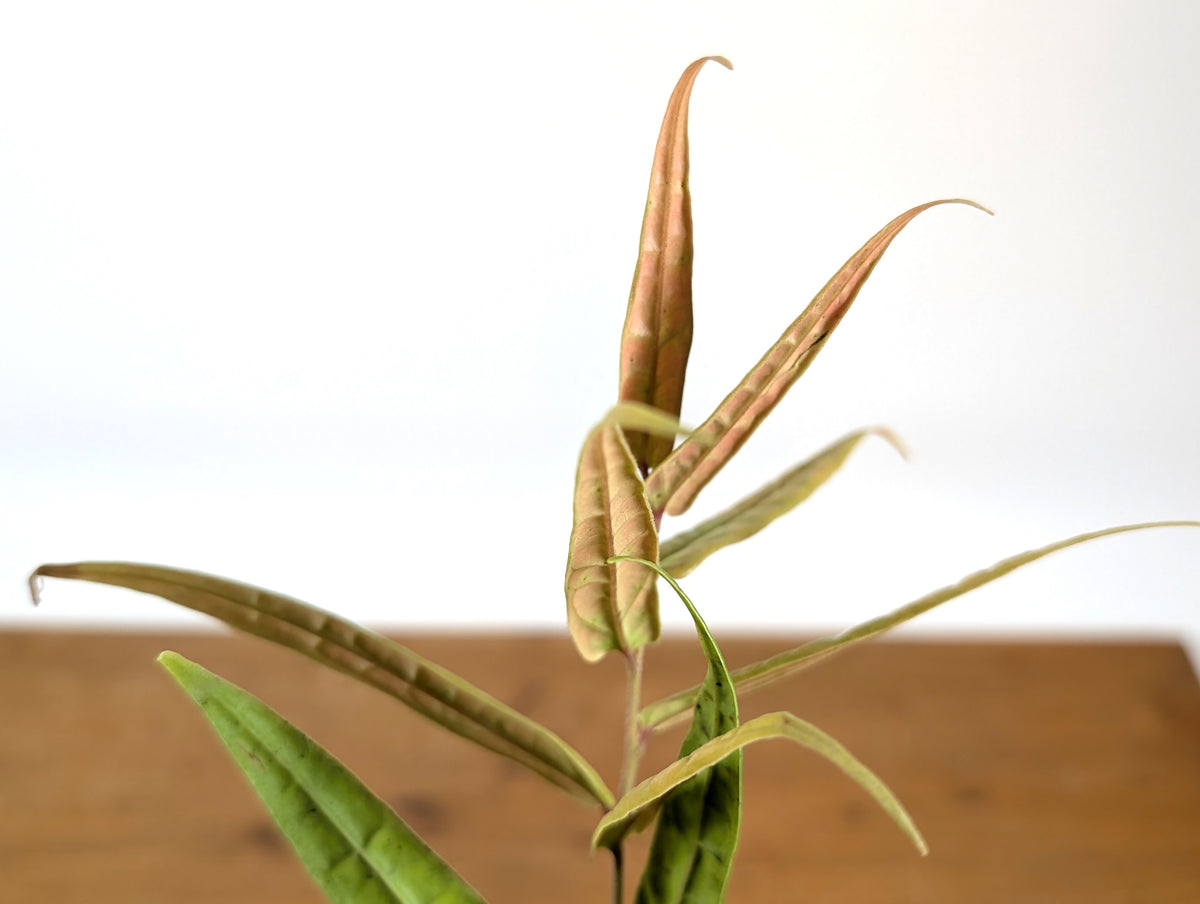 Ceratostema Pedunculatum