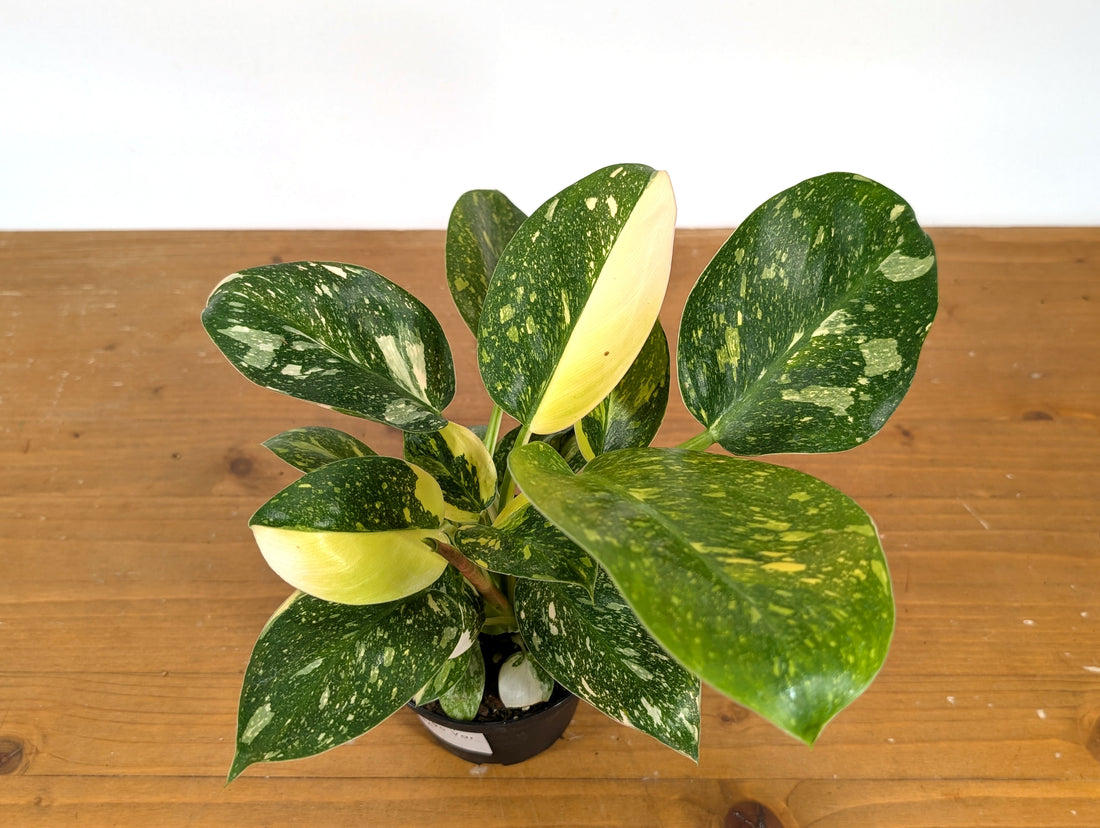 Exact Philodendron Green Congo Variegated 