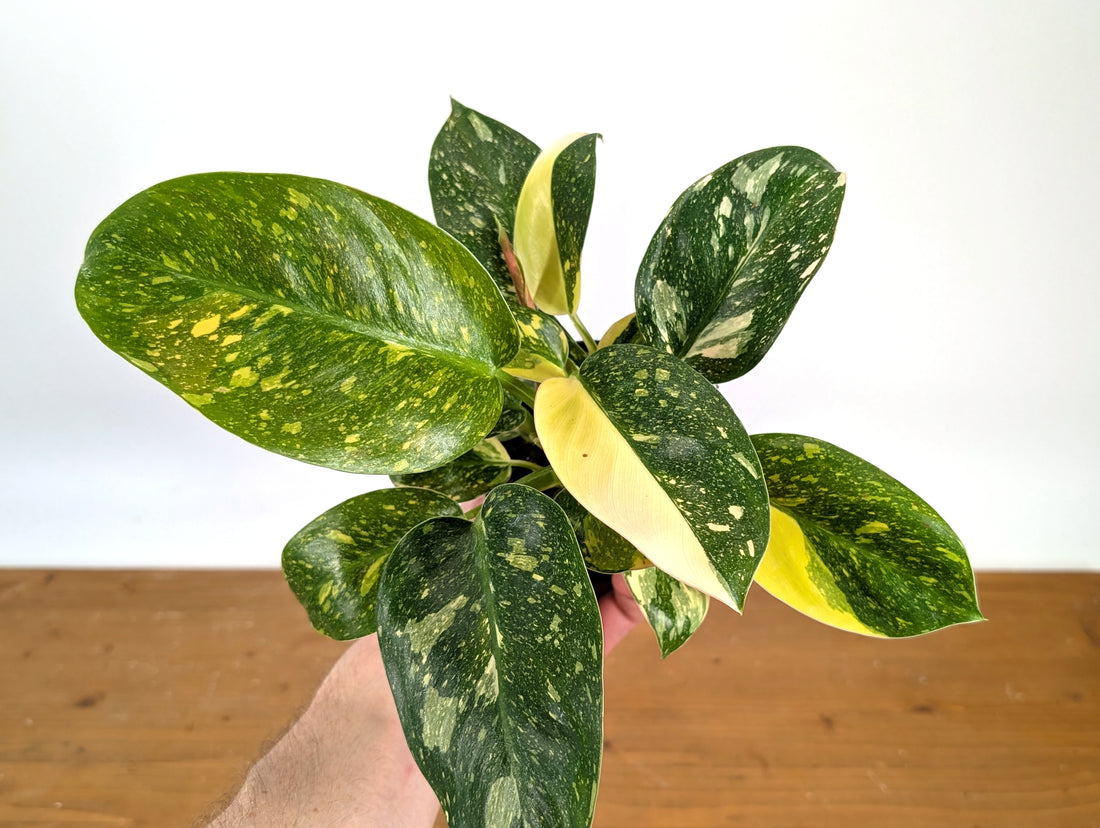 Exact Philodendron Green Congo Variegated 